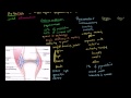 Understanding Arthritis: Types, Symptoms, and Causes