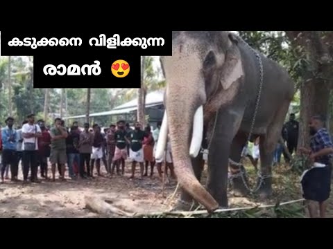 കടുക്കനെ വിളിക്കുന്ന രാമൻ | Thechikottukavu Ramachandran