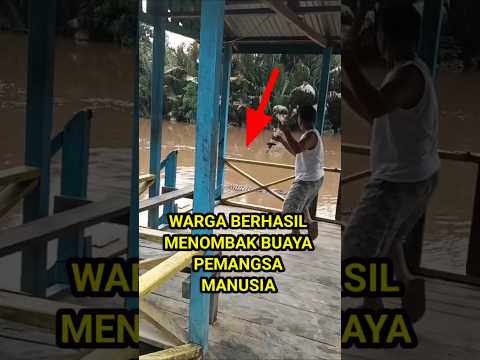 detik-detik buaya besar menampakkan diri