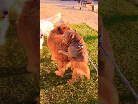 Scary love #like #funnyanimal #goldenretriever #puppy #funnydog #cute #funnypet #pets #shorts #love