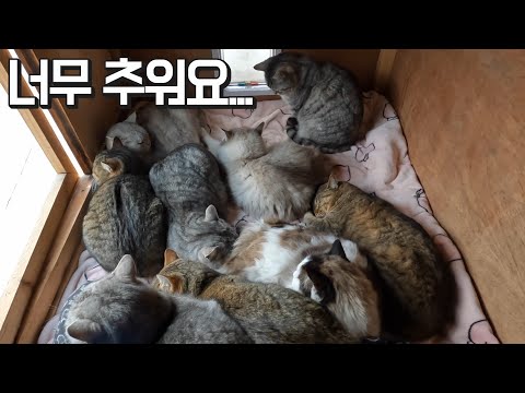 최강한파에 온돌방에서 안 나오는 산골짜기 고양이들