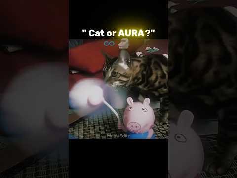 Cat has more aura than me 🗿 #shorts #viralshorts #cat #edit