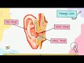 Understanding the Ear and Its Functions