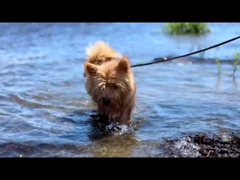 Fun little pup loves beach life