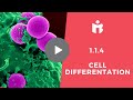 Cell Differentiation and Emergent Properties