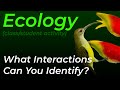 Ecosystem Interaction Models