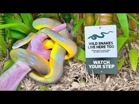 We Found A WILD SNAKE at The ZOO! -AUSTRALIA Day 1