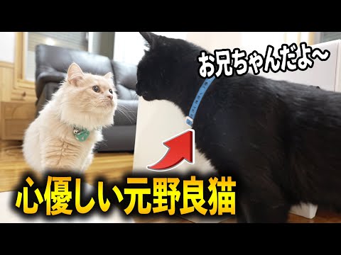 【感動】保護猫黒ちゃんが、新入りに優しすぎて涙