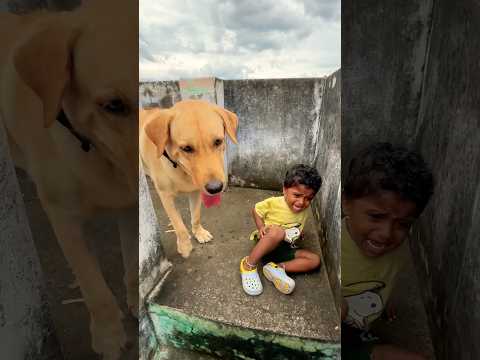 Real story-1😔😔kandipa twist iruku😔😔watch till end😢😢#labrador #doglover #goldenretriever #puppy