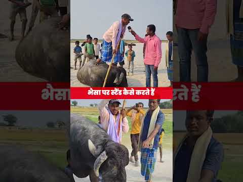 भैसा पर स्टैंड कैसे करते हैं | #ytshort #funny #viralvideo
