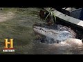 Alligator Season Challenges