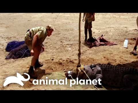 Catching A Super Croc! | The Crocodile Hunter | Animal Planet