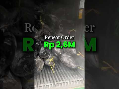 Repeat Order 2 Kontainer Tuna