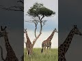 Comprendiendo los Ecosistemas