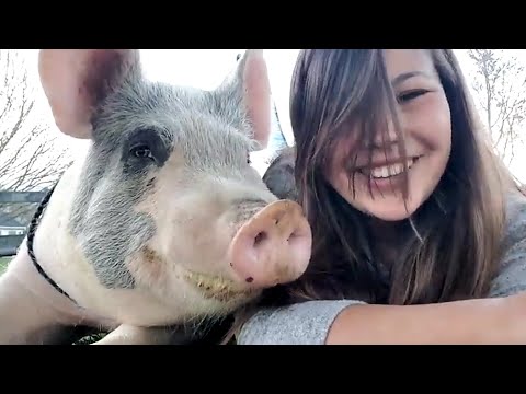 My tiny rescue piglet grew to 850 pounds