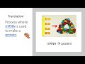 Protein Synthesis: Translation Insights
