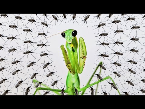 모기 50마리를 왕사마귀에게 주었더니.. 대박!!! (feat.깡충거미)