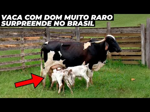 Vaca tem parto raríssimo e surpreende produtor rural