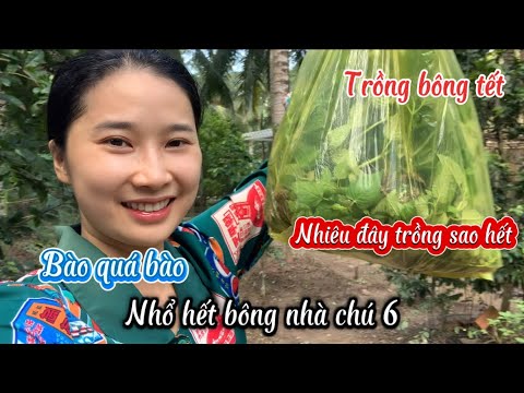 Cách Dung Trồng Hoa Tết 0đ - Qua Nhà Chú 6 Xin Cây Băng Xê Con Về Trồng Tết