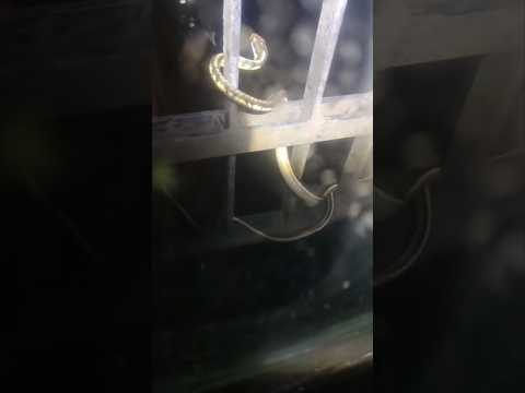 SNAKE TRAIN K ENGINE ME || साँप ट्रेन के इंजन में घुस गया #snakeviral#साँप