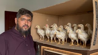 Aseel Murga k Chicks 🐣 murgi ko Garmi Se bachane Ka Tarika, Hsn Entertainment 