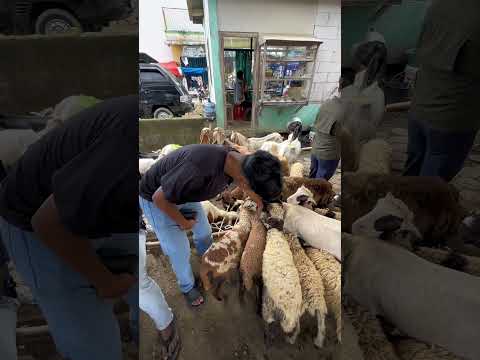 Beli Domba Baru. #animals #hewanpeliharaan #domba #dombagarut