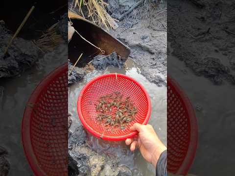 #vlog #sanbatca #batca #2025shorts #fish