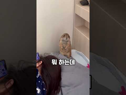 항상 인간의 머리위에 머무르겠다 #마멋 #프레리독 #prairiedog #참매미 #mamot #쓰름매미