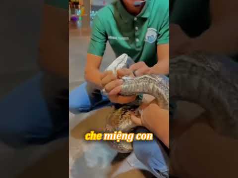 Loài rắn thực sự chỉ có 2 răng như bạn tưởng?