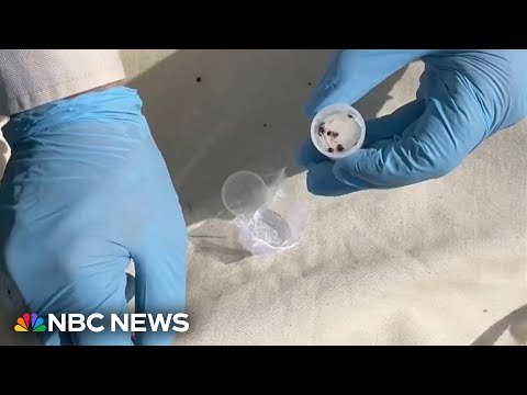 YouTube video thumbnail: Invasive Tick Species Poses new Health Risks