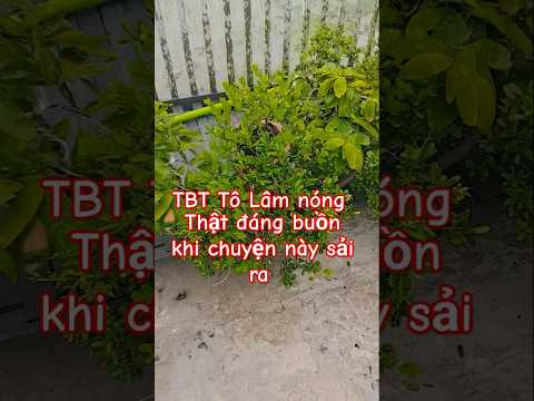 TBT Tô Lâm buồn bã #bonsai #bonsaisaigon #shortvideo