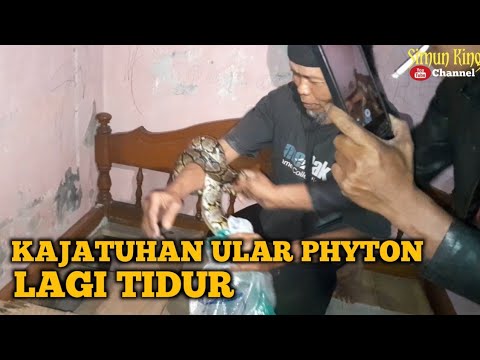 MENGERIKAN ! KEJATUHAN ULAR PHYTON LAGI TIDUR