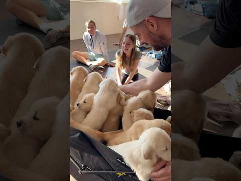 Golden Retriever cuddles should be covered by healthcare Pure joy #puppyyoga #puppy