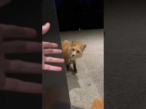 Siguiendo las huellas para ver a qué animal nos lleva 🥹❤️