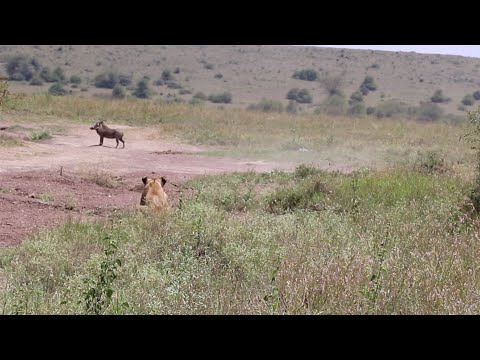 Warthog knows something is off