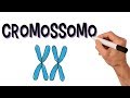 Cromossomos e suas Funções