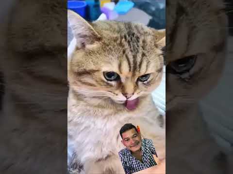 #cat #kucat #cute #funny #catlover #clips #comedy #mukbang #shortvideo #prank #yt #cny #ytshorts #fp