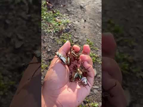 insect Transformation!! #animals #animallife #shorts