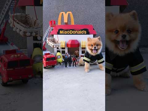 Firefighter Coco successfully put out the McDonald’s fire.Do you know who caused the fire?#coco #dog