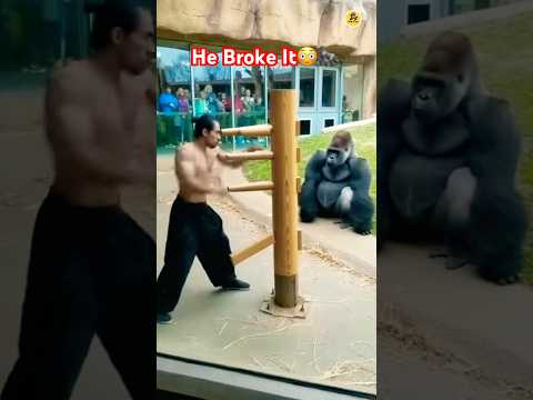 Kung Fu Training Goes Wrong When Gorilla Tries It #subscribe #shorts