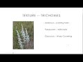 Plant Identification and Dichotomous Keys