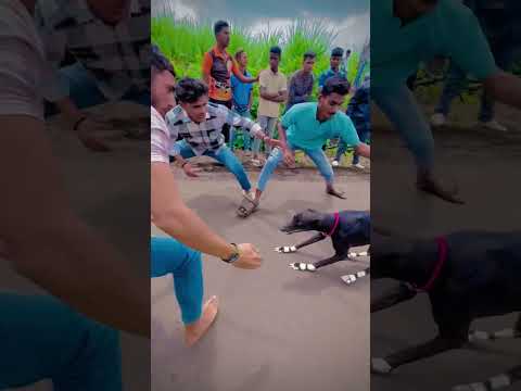 Kolhapur dog race | #sharyat