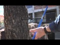 Dendrochronology and Tree Core Analysis
