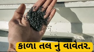 કાળા તલ ની ખેતી || black sesame farming..