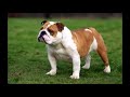 Characteristics and Measurements of Bulldogs