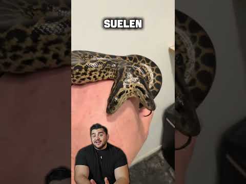 Discapacidad en el mundo animal #animales #discapacidad #wildlife #nature ##animal #youtubeshorts