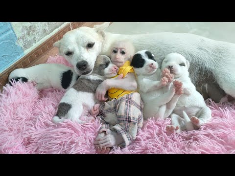 Best moments of monkey & puppy most loved by online community in 2025 🐒❤