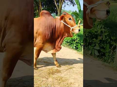 Cow videos 832😅 #shortsvideo #funnyshorts #funny #cowGoru #cowcow #funnycow #animals