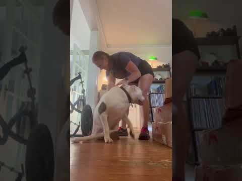 Getting Pigeon in her chair rodeo  #dogs #bulldog #doglover #wheelchairdog