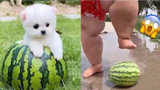 2024 Chó Phốc Sóc Mini 😍 Funny and Cute Pomeranian💖#22 直